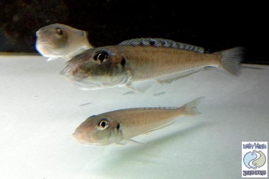 Enantiopus melanogenys 'Namansi'